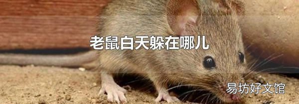 老鼠白天躲在哪兒