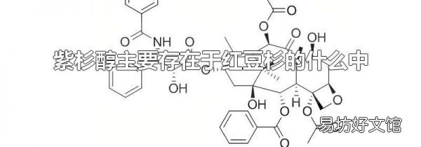 紫杉醇主要存在于红豆杉的什么中