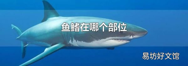 鱼鳍在哪个部位