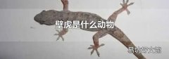 壁虎是什么动物