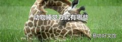 動(dòng)物睡覺方式有哪些