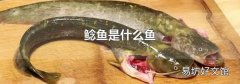 鲶鱼是什么鱼
