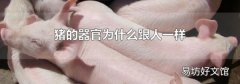 猪的器官为什么跟人一样
