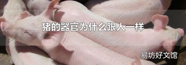 猪的器官为什么跟人一样