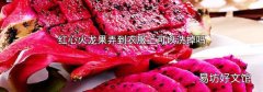 红心火龙果弄到衣服上可以洗掉吗