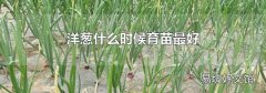 洋葱什么时候育苗最好