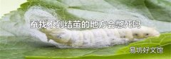 蚕找不到结茧的地方会憋死吗
