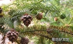 杉木的清洁保养方法-杉木板材的优缺点