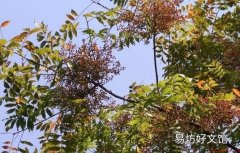 黄连木板材的优缺点-黄连木的清洁保养方法