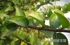 柞木的清洁保养方法-柞木的鉴别方法