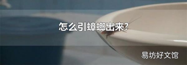 怎么引蟑螂出来?