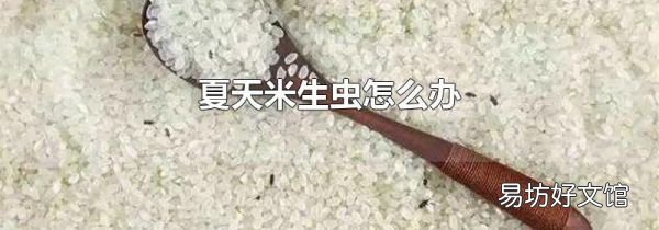 夏天米生虫怎么办
