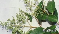桤木的清洁保养方法-桤木如何鉴别？