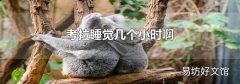 考拉睡觉几个小时啊