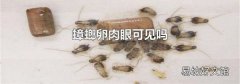 蟑螂卵肉眼可见吗