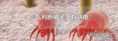 怎么判断被子上有螨虫