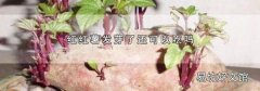 红红薯发芽了还可以吃吗
