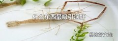 什么东西最吸引河虾
