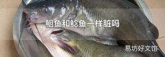 鮰鱼和鲶鱼一样脏吗