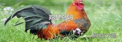 鸡是鸟吗