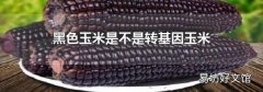 黑色玉米是不是转基因玉米