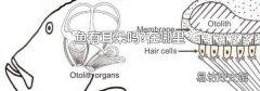 鱼有耳朵吗?在哪里