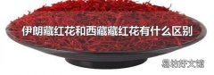伊朗藏红花和西藏藏红花有什么区别