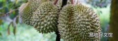 榴莲没开口是不是没熟