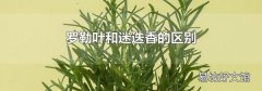 罗勒叶和迷迭香的区别
