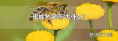 蜜蜂冬眠嗎?為什么?