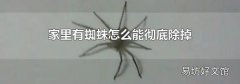 家里有蜘蛛怎么能彻底除掉