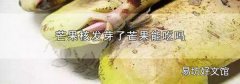 芒果核发芽了芒果能吃吗