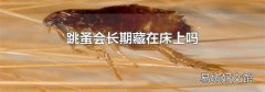 跳蚤会长期藏在床上吗