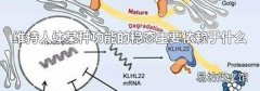 维持人体某种功能的稳态主要依赖于什么