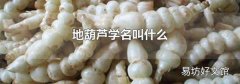 地葫芦学名叫什么