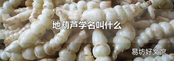 地葫芦学名叫什么