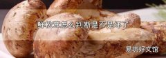 鲜松茸怎么判断是不是坏了