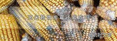 玉米轻微发霉还能吃吗