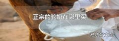 正宗的驼奶在哪里买
