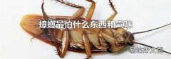 蟑螂最怕什么东西和气味