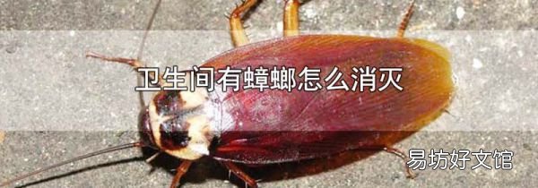 卫生间有蟑螂怎么消灭