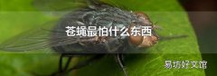 苍蝇最怕什么东西