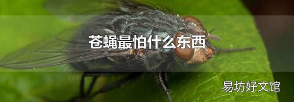 苍蝇最怕什么东西
