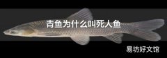青鱼为什么叫死人鱼