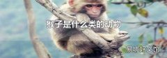 猴子是什么类的动物