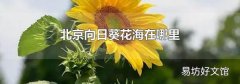 北京向日葵花海在哪里