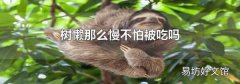 树懒那么慢不怕被吃吗