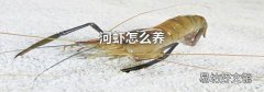 河虾怎么养