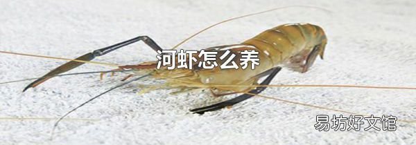 河虾怎么养