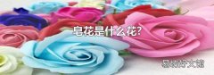 皂花是什么花?